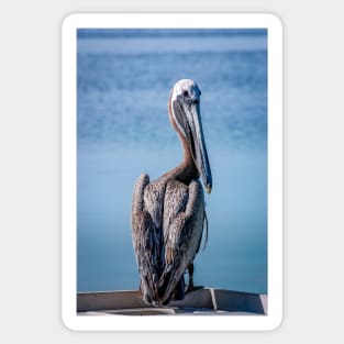 Brown Pelican on Islamorada Sticker